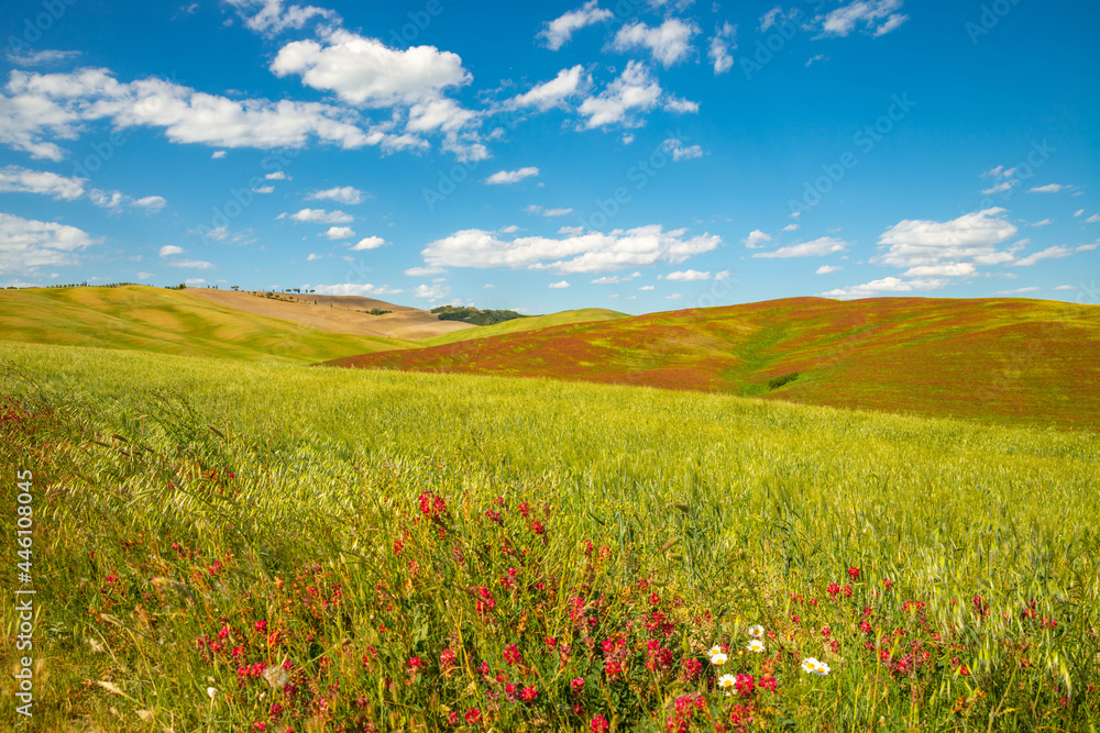 Beautiful Tuscan landscape of Val d'Orcia, Italy. The colorful fields of San Quirino near Siena the wheat and red colored flowers the blue sky and clouds. Typical agricultural landscape of Tuscany.