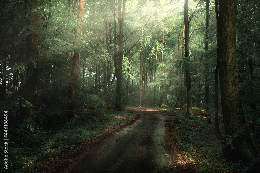 Naklejka premium path in the forest