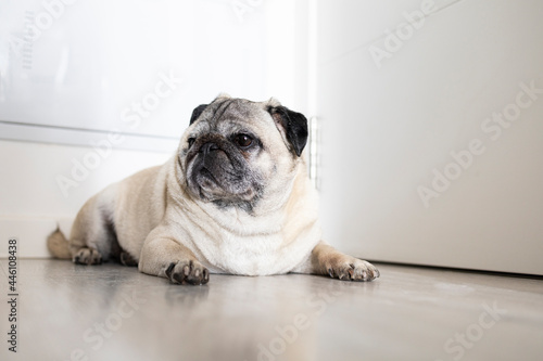  Watchdog in front of your front door. Dog waiting for the return of its owner. Separation anxiety Portrait of pug breed dog