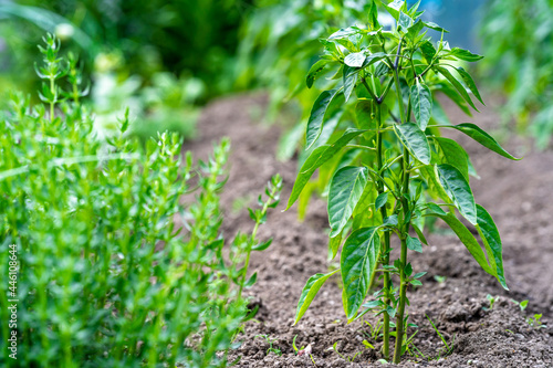 pepper plant in the farm garden