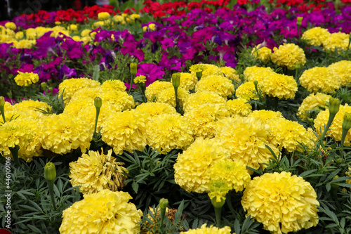 beautiful colorful marigold flowers in the garden flower wallpaper