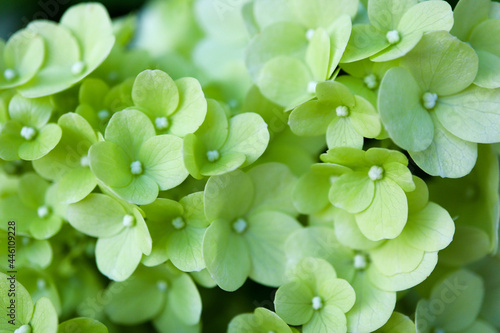 Wallpaper Mural close up of small green flowers nature wallpaper Torontodigital.ca