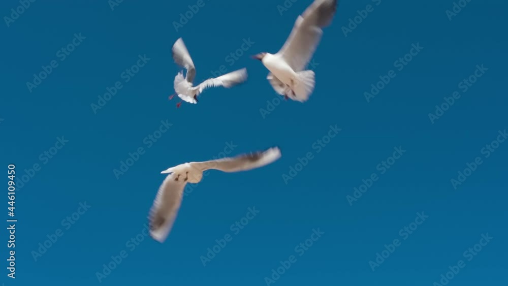 Seagulls Illuminated Bright Sun. Loop. A flock of snow-white seagulls gracefully move in the frame against a blue, cloudless sky. Slow Motion 240 fps Seagulls Illuminated Bright Sun. Loop. A flock of snow-white seagulls gracefully move in the frame against a blue, cloudless sky. Slow Motion 240 fps
