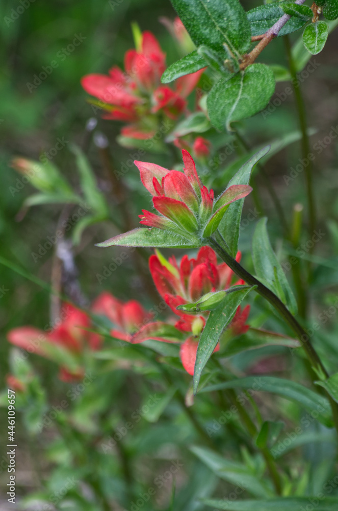 Obraz premium Close up of Indian Paintbrush