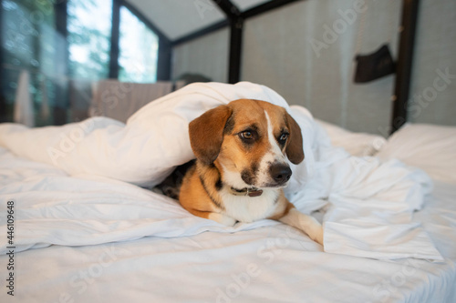 sleepy beagle dog on the bed