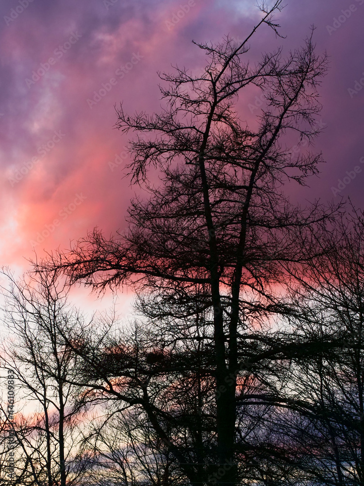 Trees backlit by threatening clouds at sunset. Trees backlit by threatening clouds at sunset.