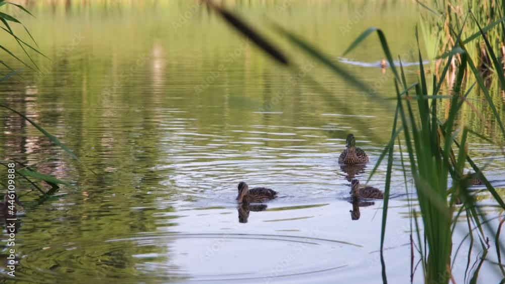 Family of Wild Ducks Swimming in the Water in Summer Morning, Wild Birds in a Living Nature Family of Wild Ducks Swimming in the Water in Summer Morning, Wild Birds in a Living Nature