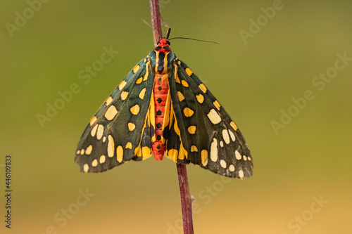 The scarlet tiger moth (Callimorpha dominula, formerly Panaxia dominula) is a colorful moth belonging to the tiger moth subfamily, Arctiinae. 