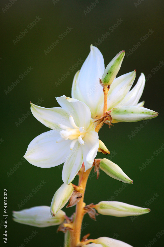 Fototapeta premium Yucca flowers on a green background