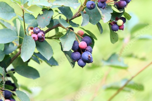 Saskatoon, Pacific serviceberry, western serviceberry, alder-leaf shadbush or dwarf shadbush, lat. Amelanchier alnifolia. Detail of shrub branch with edible berry-like fruits. photo