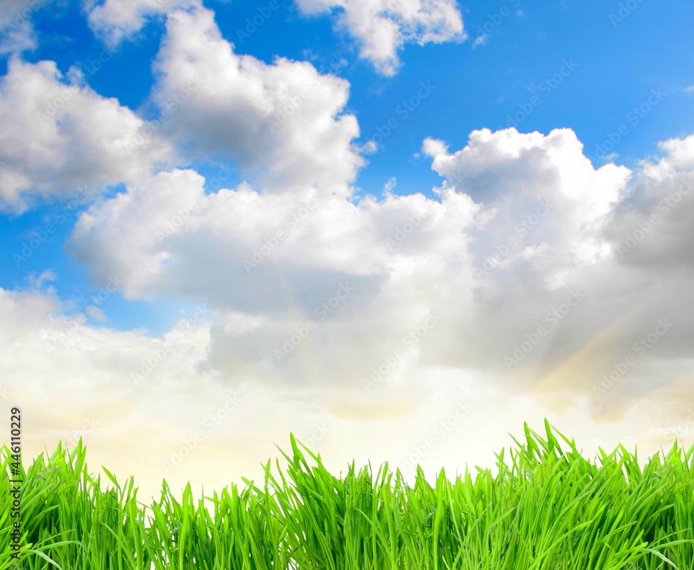 Green field and blue sky