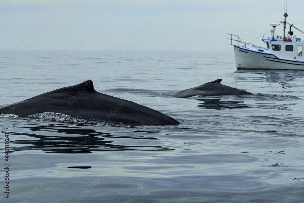 Fototapeta premium Humpback whale