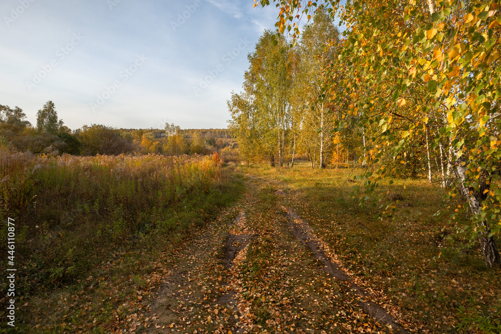 Fototapeta premium autumn rural landscape with a path and trees with yellow leaves