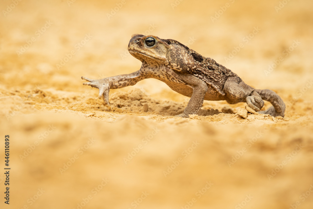 The cane toad (Rhinella marina), also known as the giant neotropical toad or marine toad, is a large, terrestrial true toad native to South and mainland Central America The cane toad (Rhinella marina), also known as the giant neotropical toad or marine toad, is a large, terrestrial true toad native to South and mainland Central America