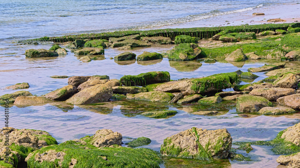 Background of green seaweed growing on rocks on a North sea beach on Opal cost, France 