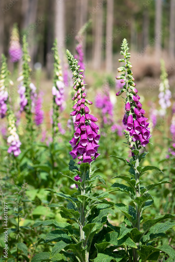 Group of purple foxglove flowers in a sunny meadow. Summer wildflowers concept. (Digitalis purpurea) Group of purple foxglove flowers in a sunny meadow. Summer wildflowers concept. (Digitalis purpurea)