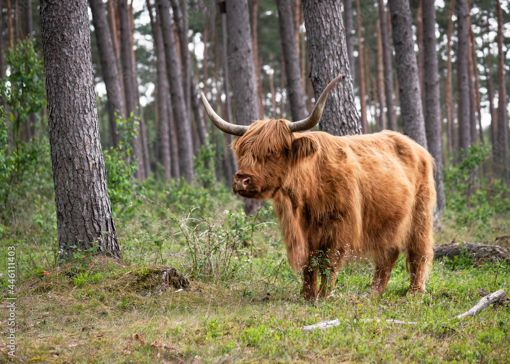 Cute large brown Scottish Highland wild cow with long horns in the Germany forest. (Bos taurus taurus). Selective focus. Copy space.