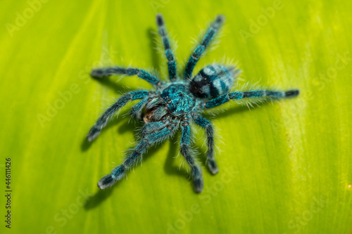 The Antilles pinktoe tarantula (Caribena versicolor), also known as the Martinique red tree spider or the Martinique pinktoe is popular as a spider pet because of its docile character and unique color