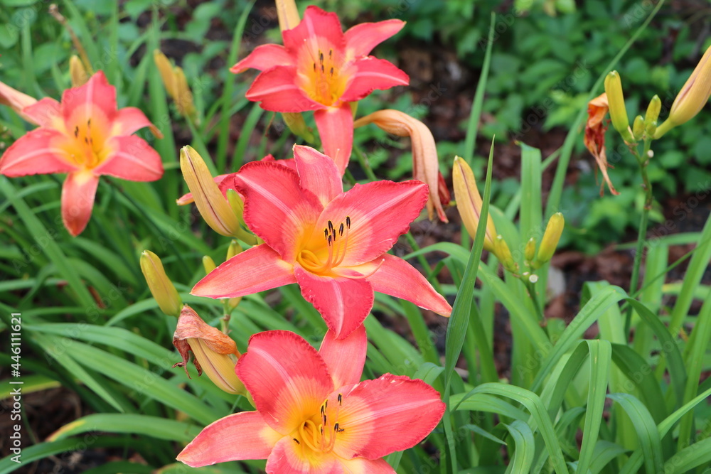 red and yellow flowers red and yellow flowers