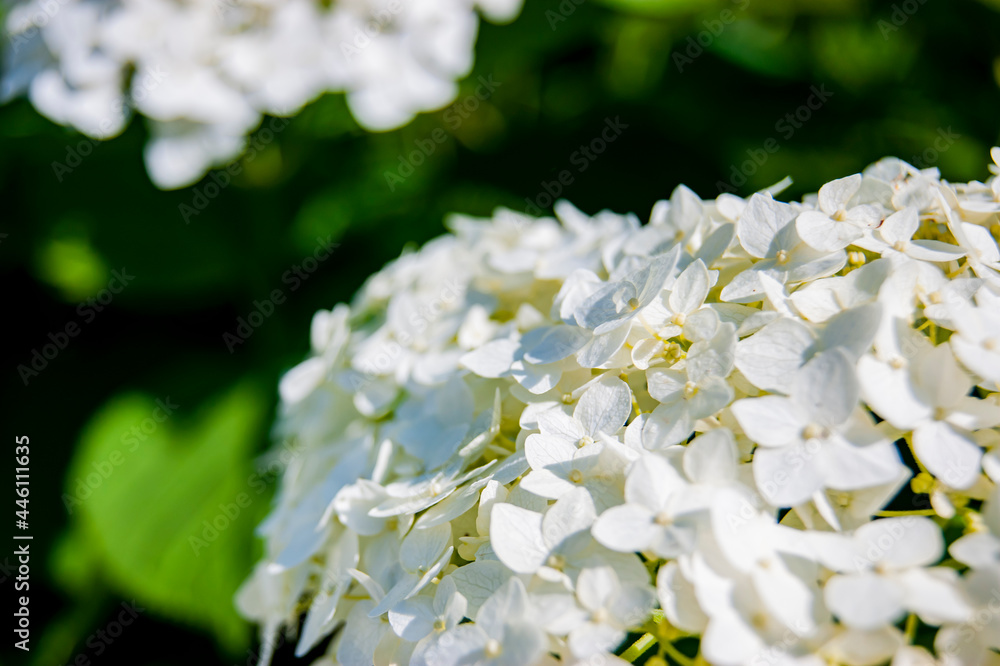 White floral background. Hot summer and bright rays of the sun. A small heap of flowers. White floral background. Hot summer and bright rays of the sun. A small heap of flowers.