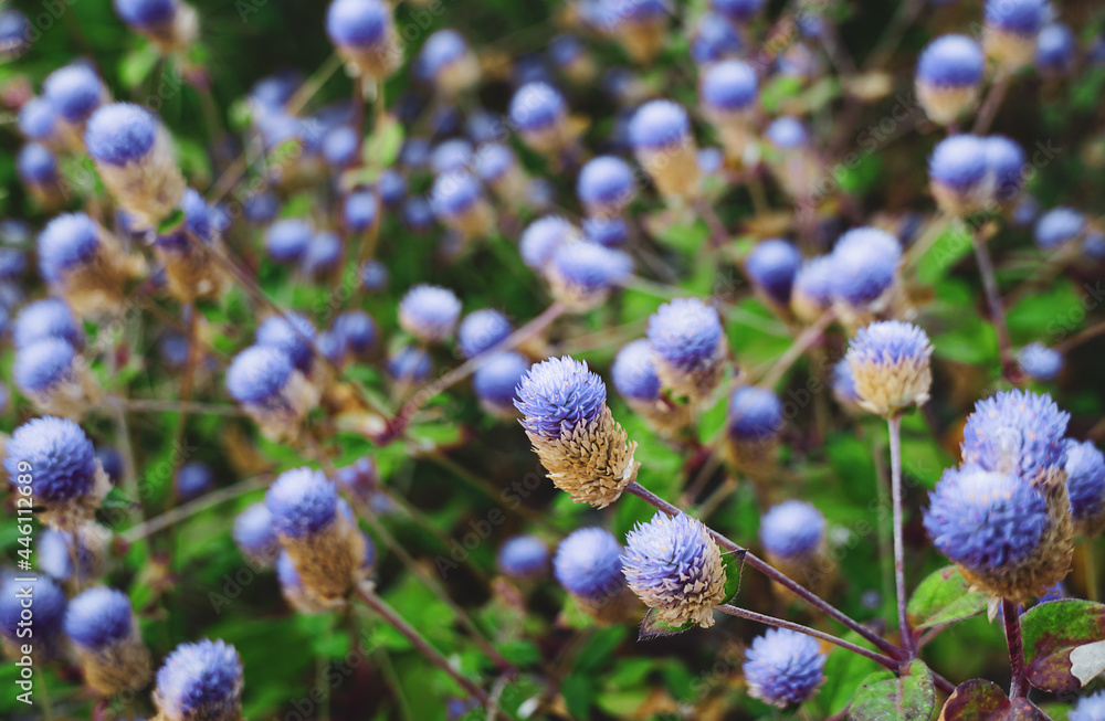 Amaranth flower on blurred nature background. Amaranth flower on blurred nature background.