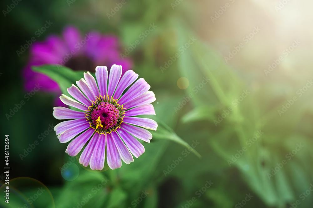 Obraz premium Pink cosmos flower (Cosmos Bipinnatus) with blurred background,soft focus. 