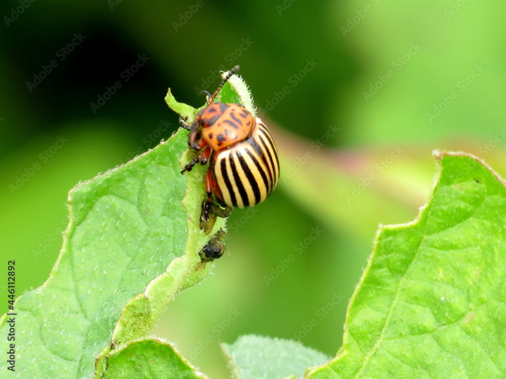 Colorado potato beetle sits on a potato leaf Colorado potato beetle sits on a potato leaf