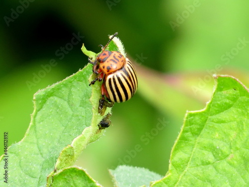 Colorado potato beetle sits on a potato leaf 