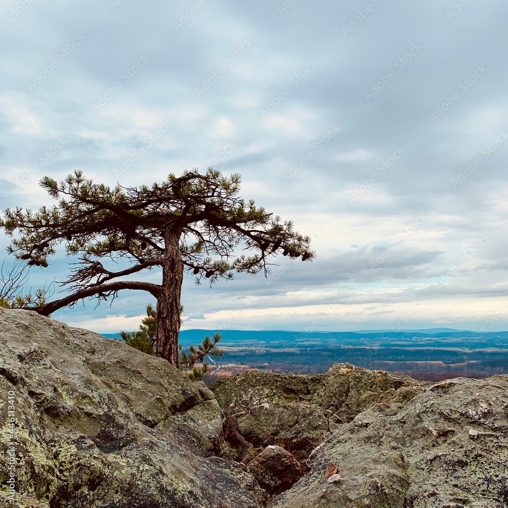 mountainside treetop