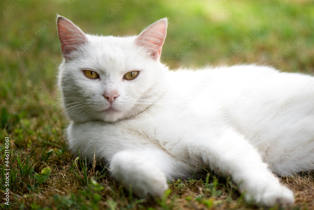 Pure white cat lying outside on the grass. Pure white cat lying outside on the grass.