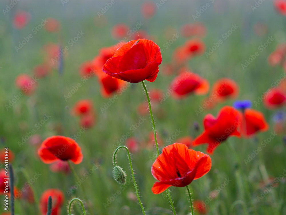 Obraz premium maki polne