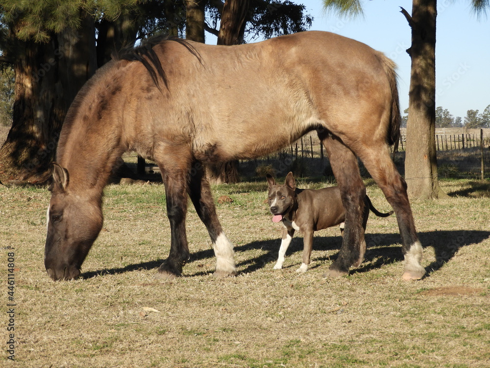 Fototapeta premium Yegua y perro