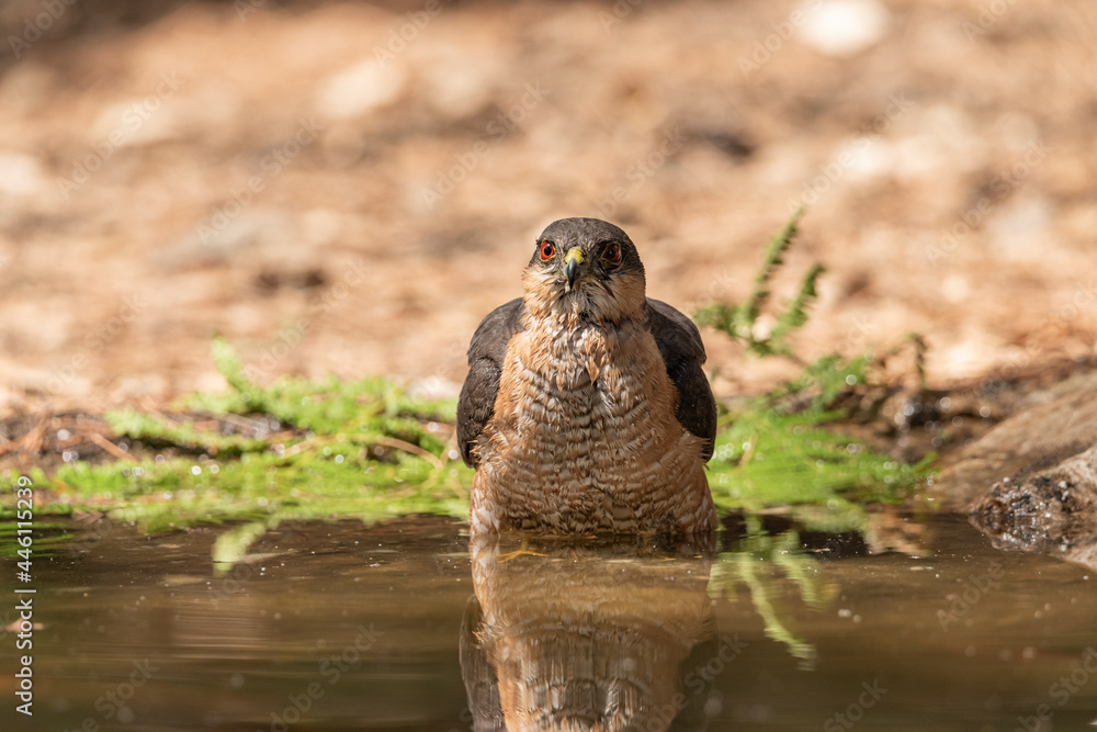 Obraz premium common sparrowhawk bathing in the forest pond and looking straight ahead (accipiter nisus)