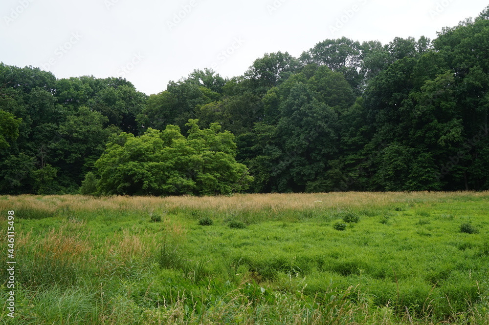forest near a pond forest near a pond