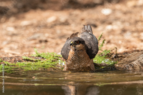 common sparrowhawk bathing in the forest pond and spreading its wings (accipiter nisus)