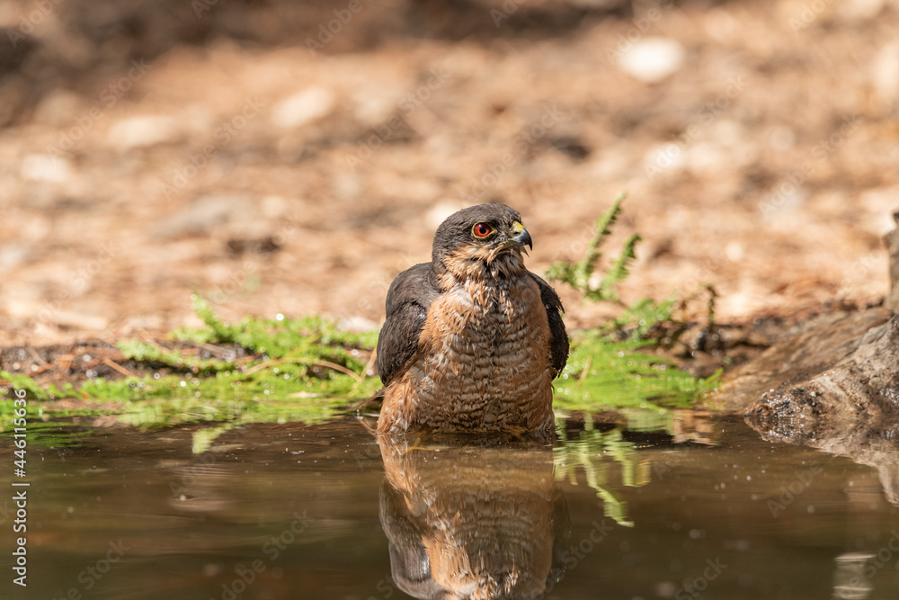 common sparrowhawk bathing in the forest pond and looking in profile (accipiter nisus)