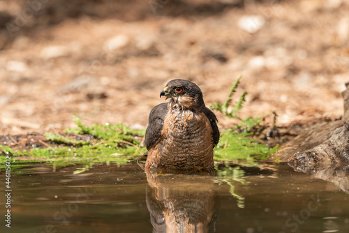 common sparrowhawk bathing in the forest pond and looking in profile (accipiter nisus)