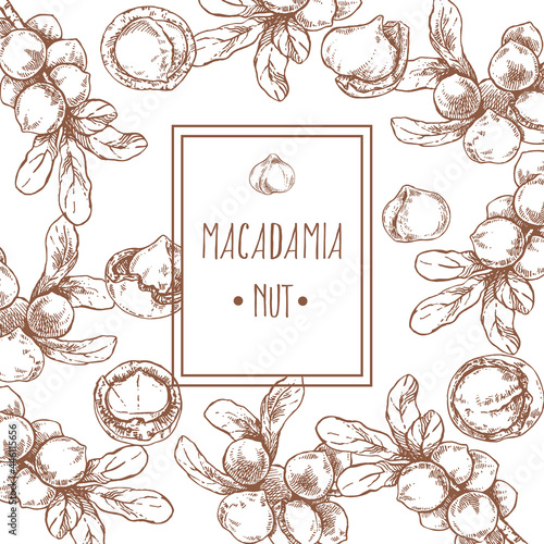 Hand drawn vector macadamia nut core leaf branch