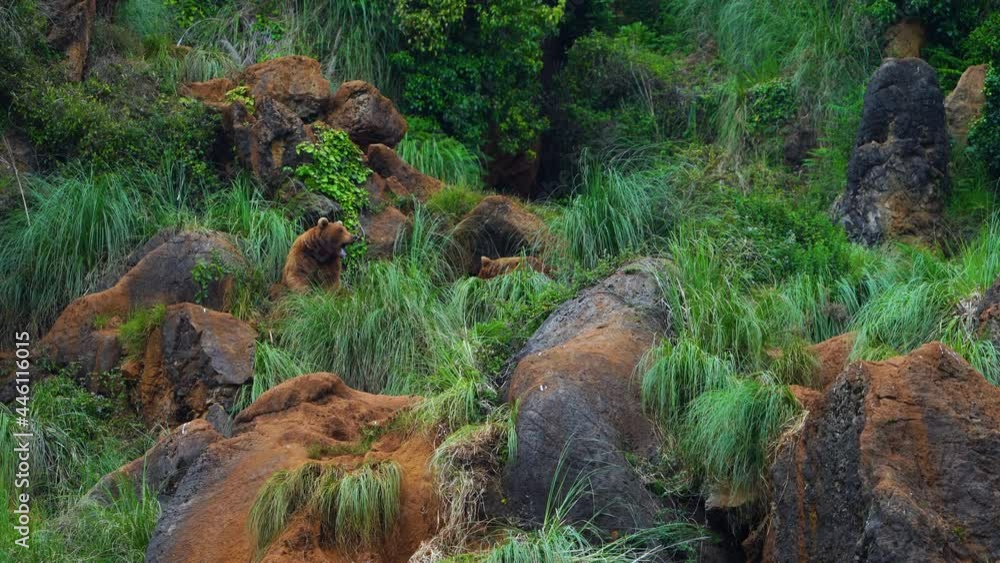Brown bear (Ursus arctos) in spring landscape Brown bear (Ursus arctos) in spring landscape