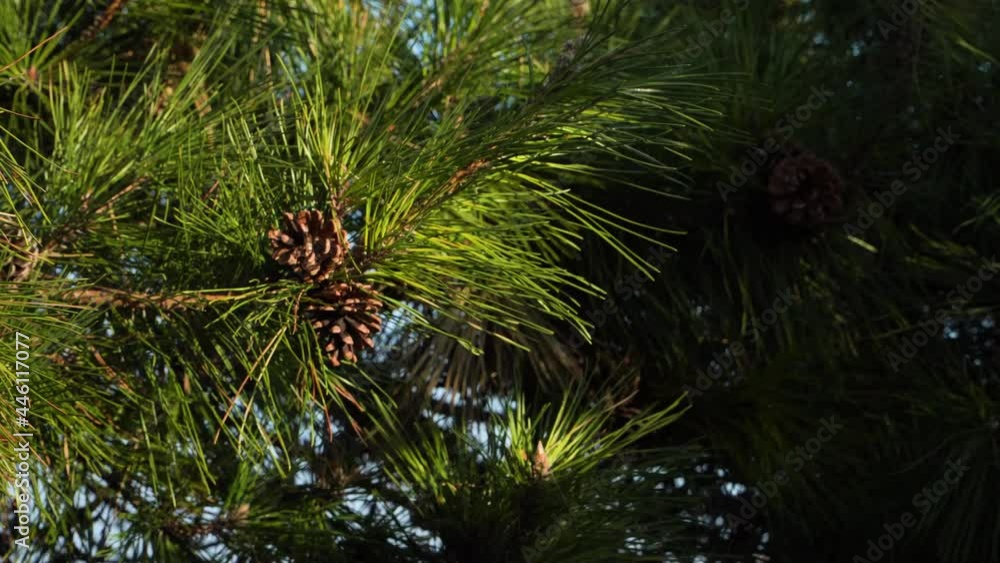 pine tree is waving with the wind pine tree is waving with the wind