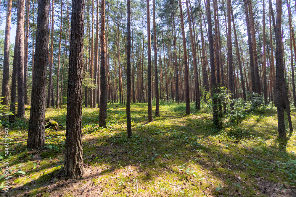 Fototapeta premium pine forest in summer 