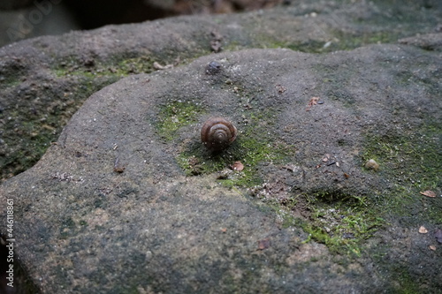 snail on the stone