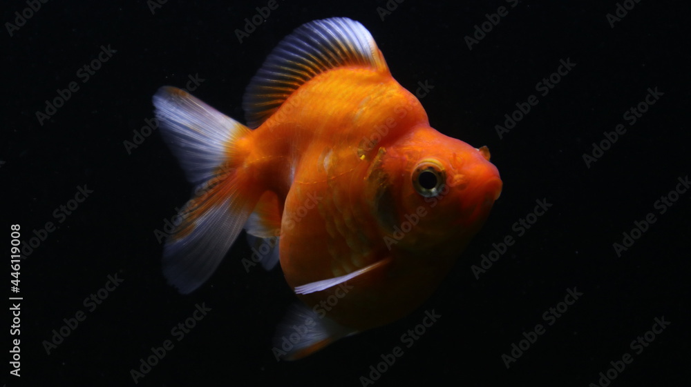 fish in aquarium fish in aquarium