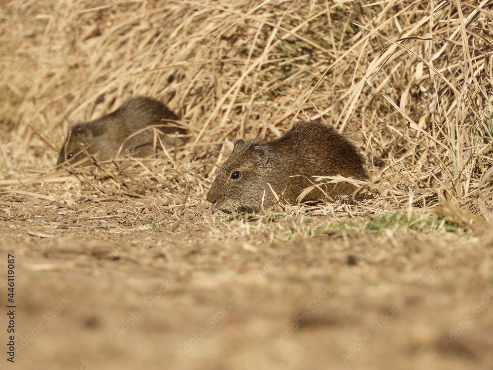 Fototapeta premium Cavia aperea