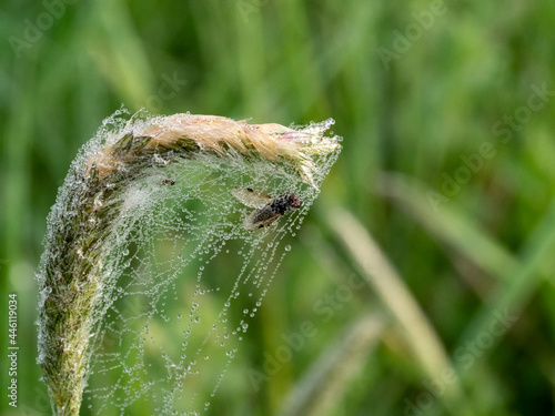 Mucha w sieci pająka