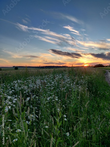 summer sunset over the field of daisies