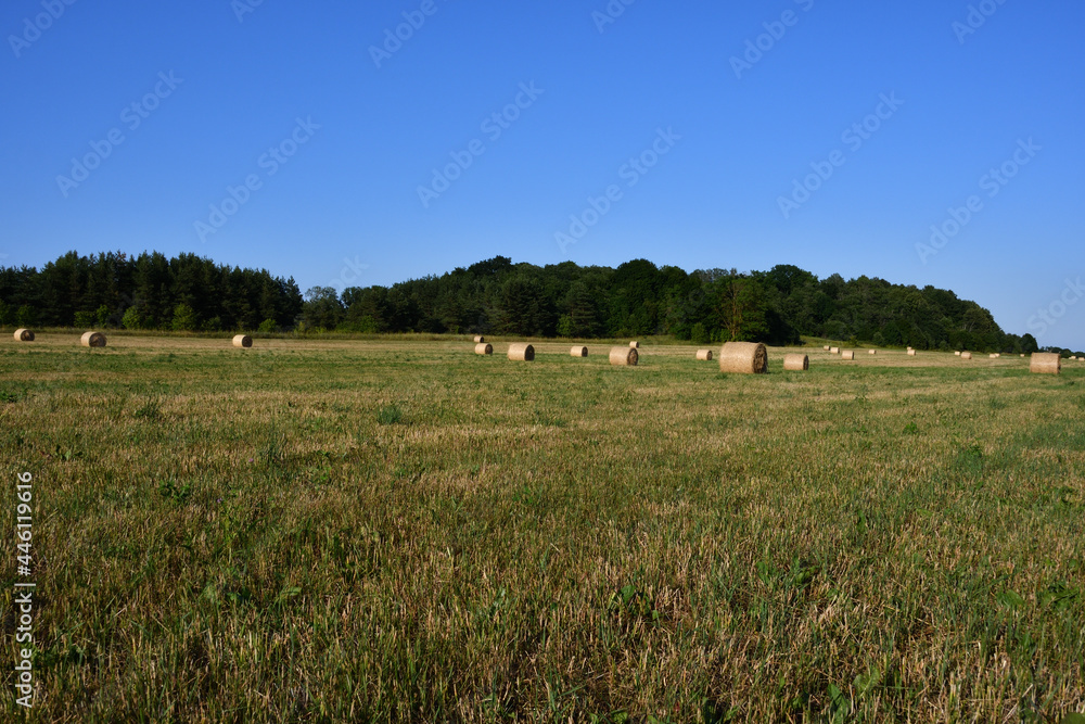 Rolls - bales of hay in a clearing with a slight slope after mowing on a sultry sunny evening against the backdrop of a fresh green forest under a blue cloudless sky.