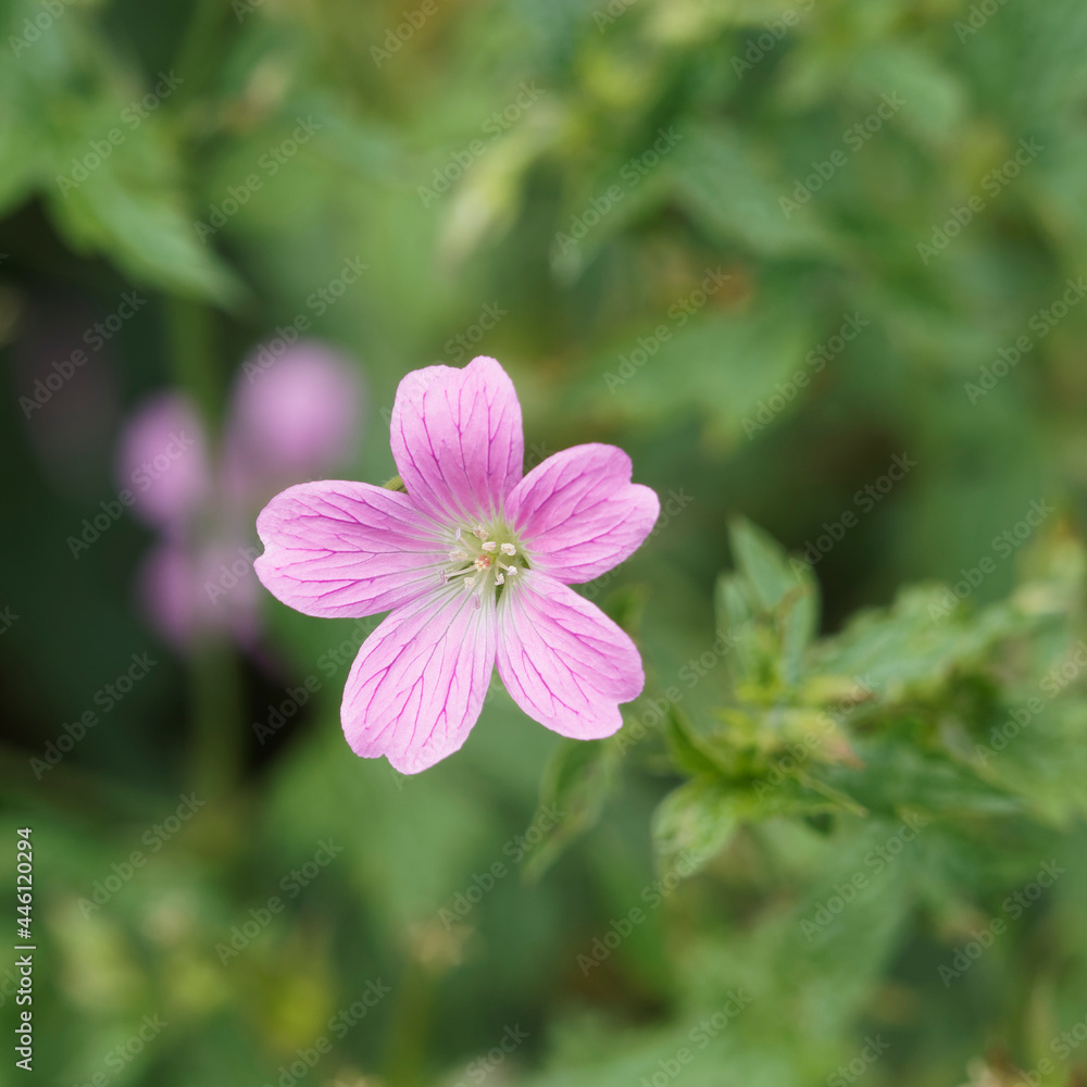 Gros plan sur une petite fleur rose de géranium noueux ou géranium à tige noueuse (Geranium nodosum) Gros plan sur une petite fleur rose de géranium noueux ou géranium à tige noueuse (Geranium nodosum)