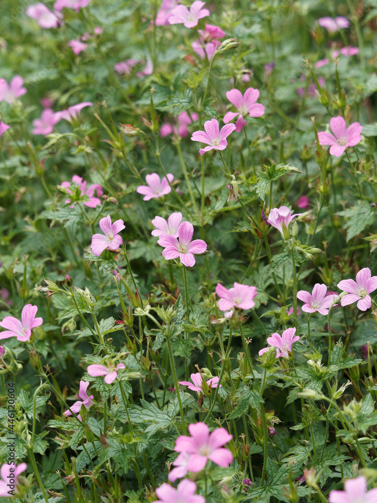 Geranium nodosum | Géranium noueux ou géranium à tige noueuse à petites fleurs à pétales échancré cordiforme rose au dessus d'un feuillage polygonal, crénelé et denté