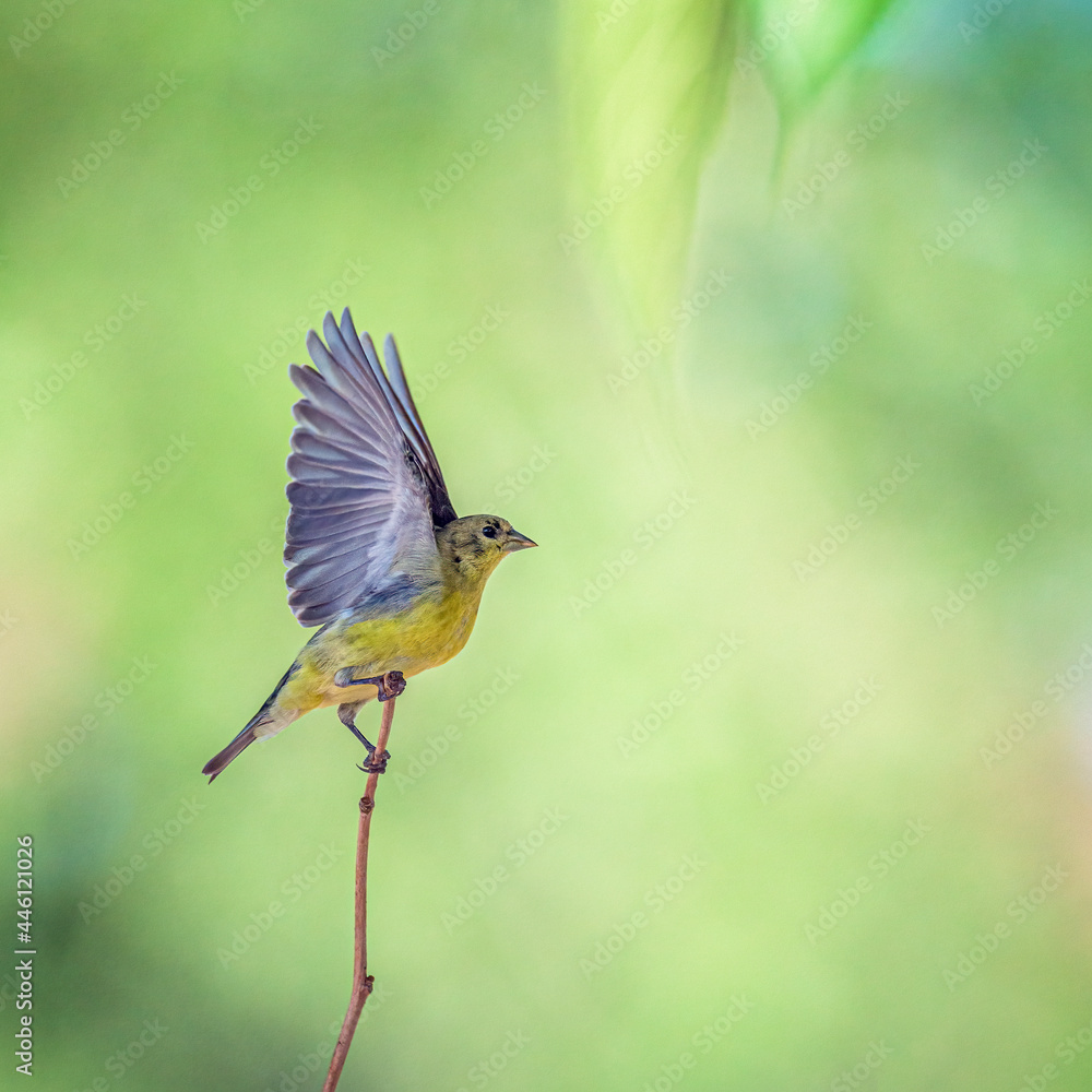 Lesser Goldfinch Carduelis psaltria Landing on a Branch Lesser Goldfinch Carduelis psaltria Landing on a Branch